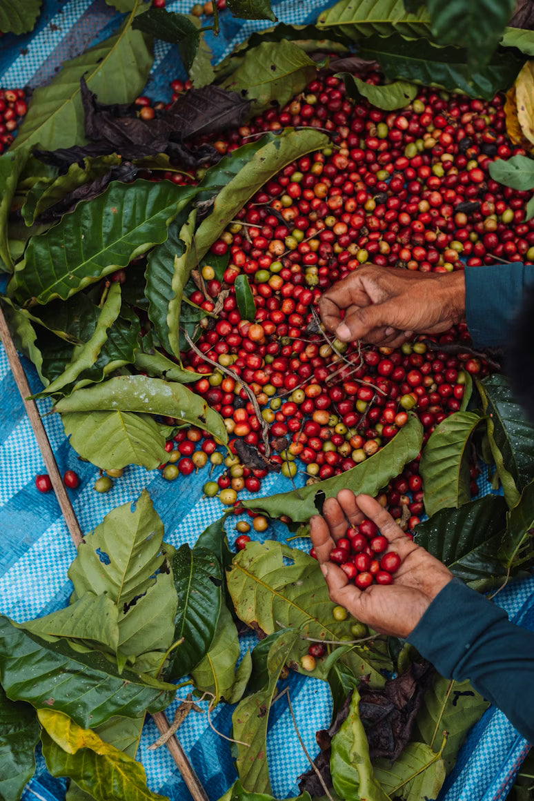 What Makes Himalayan Coffee Special? A Guide to Mountain-Grown Coffee