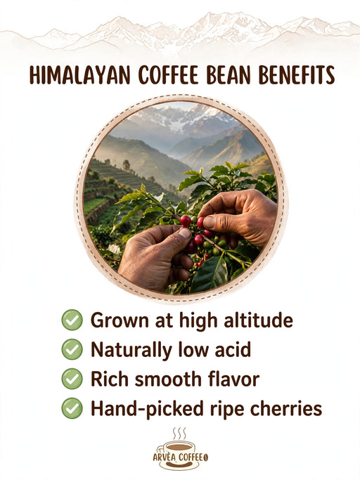 Robusta Coffee